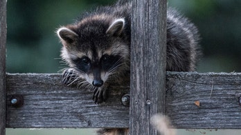 21 people exposed to rabies after woman rescues baby raccoon, shows friends