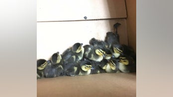 Maine police rescue a dozen ducklings from sewer grate