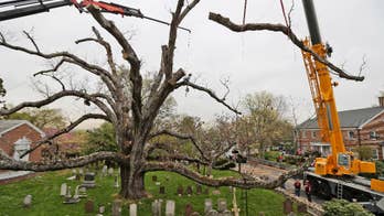 Crews back at church to remove beloved 600-year-old tree