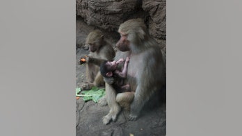 Zoo's cute baby baboon makes public debut