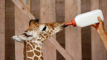 Adorable baby giraffe gets a leg up from his caretakers