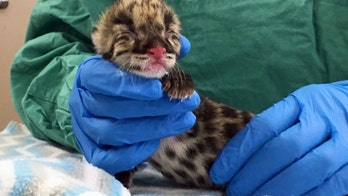 Nashville Zoo welcomes clouded leopard conceived through artificial insemination