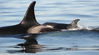 Newborn killer whale brings hope for endangered pod
