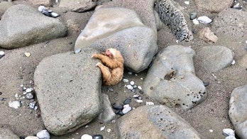 Ohio man rescues baby sloth in Costa Rica