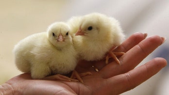 Do chickens hold the key to a cure for hearing loss?