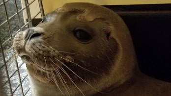 Police rescue baby seal waddling down a Massachusetts highway