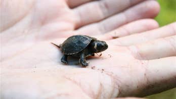 Scientists are watching baby turtles from space
