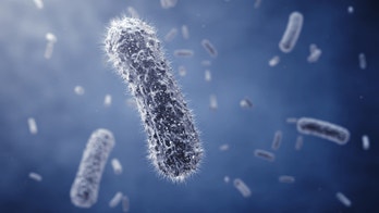 Chronic fatigue syndrome linked with differences in gut bacteria