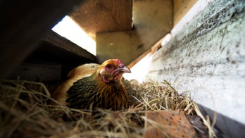 Bird flu vaccine works on chickens; testing on turkeys, says USDA