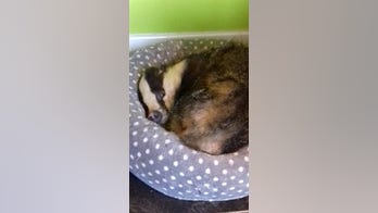 Badger sneaks into home, naps on cat bed