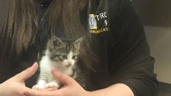 Michigan police cat name revealed after thousands vote in Twitter poll