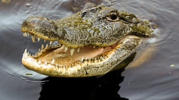 Mob slaughters hundreds of crocodiles after man killed entering breeding pond
