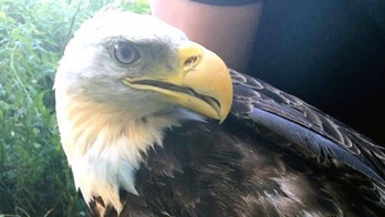 Bald eagle struck by car, rescued by police officers and park ranger