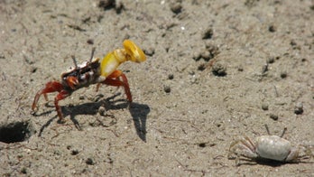 Male fiddler crabs entrap females in their bachelor pads