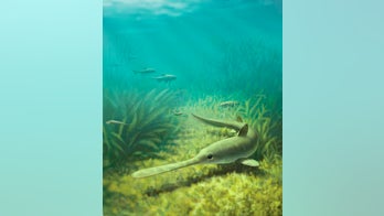 Ancient nursery of bizarre spoon-billed sharks discovered