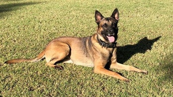Phoenix K-9 unit police dog killed by carjacker after high-speed pursuit