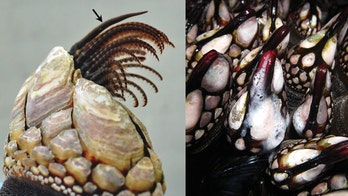 Swingin' and clingin': The wild sex lives of barnacles