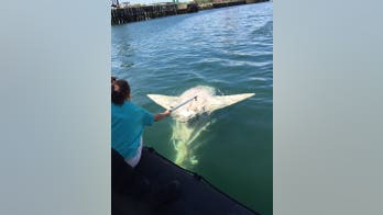 Massive dead basking shark makes return appearance in Boston Harbor