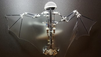 Meet the 'Bat Bot': Scientists unveil robot that flies just like a bat