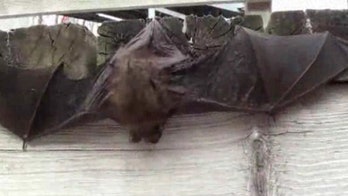 Northern California bat population declining amid drought conditions