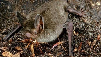 Giant 'walking bat' once prowled rainforest floors