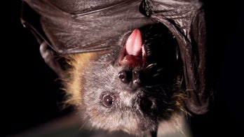 Connecticut town looking for man who dropped bat off with rabies at animal hospital