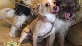 Louisiana police investigating viral animal cruelty video