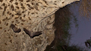 Origin of deadly MERS virus found in bats