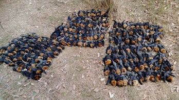 Thousands of flying foxes are 'boiled alive,' freaking people out as they fall from the sky