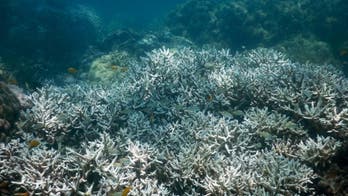 Bleaching kills third of coral in Great Barrier Reef's north