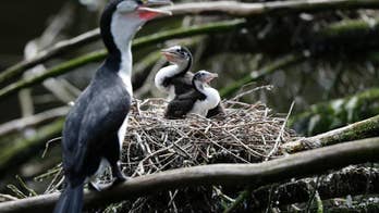 New Zealand's ambitious plan to save birds: Kill every rat