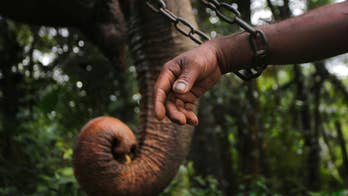 Sri Lanka cracks down on owners of elephants taken from wild