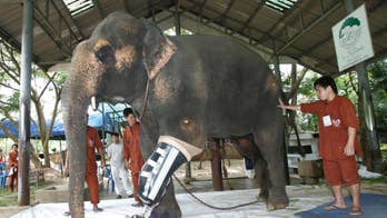 Thai elephant hospital, short of money, at risk of closing
