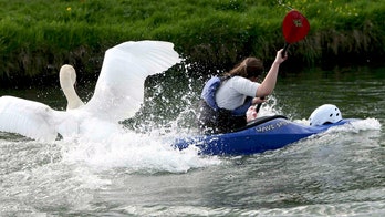 Swan infamous for attacking tourists at English river mysteriously disappears