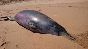 Stranded, rarely seen beaked whale has strange fang