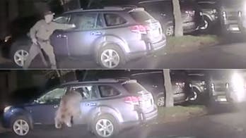 Video: Cop breaks car window to free bear that got stuck inside