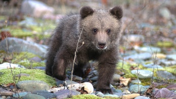 Drowning bear cub rescued by fisherman in Pennsylvania