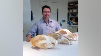 Yeti debate swirls: Study reveals origin of mysterious hairs