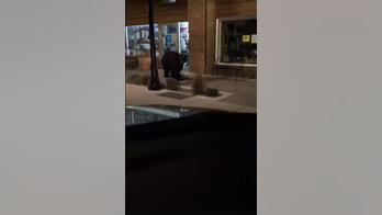 Police catch bear out for a stroll in California town
