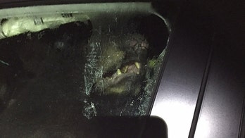 Black bear gets stuck in car and totals it