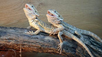 6 Pets You Never Knew You Could Have in Your Home