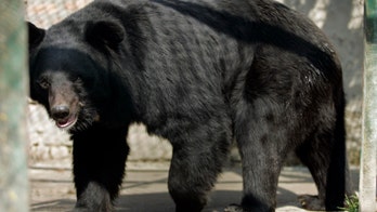 Injured bear fatally mauls man who attempted to take a selfie with it