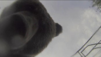 Grizzly bear steals GoPro camera, shoots up-close video