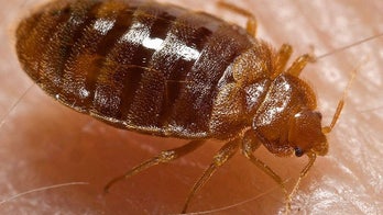 The Swiss army battles its latest foe: bedbugs in dorms