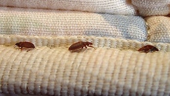 New York's Bed Bug Problem Spreading to London