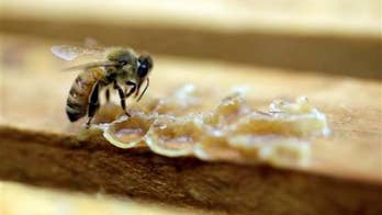 EPA concludes that major pesticide harms bees