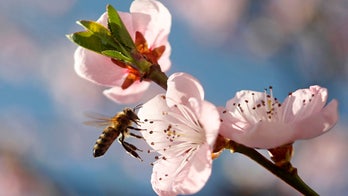 Bee fossils provide rare glimpse into Ice Age environment