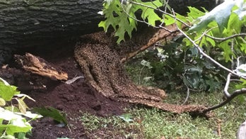 Tornado in Virginia cracks open tree filled with 70,000 bees: 'It was a catastrophic situation'