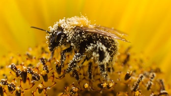 One Iowa city has a 1G-acre plan to bring back the bees