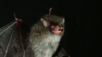 Walking catfish, demon bat among 126 new Mekong species